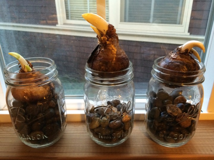 bulbs-in-mason-jars