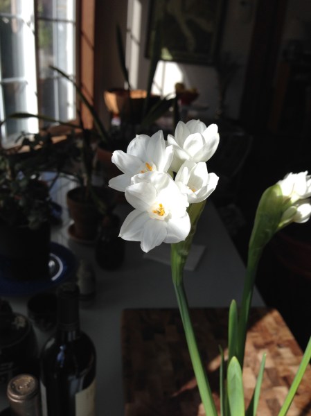 paperwhite-bloom