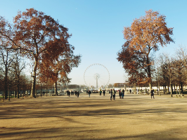 wild-cherry-tree-tuileries