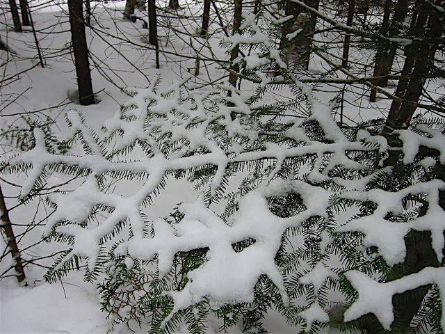 snow-pine