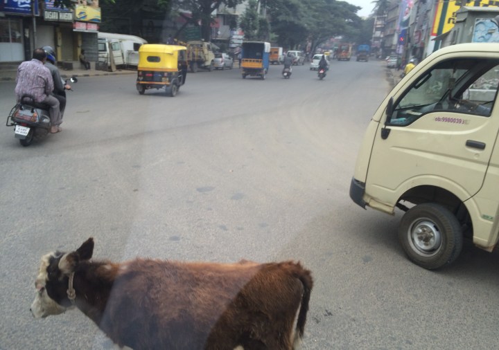 Bangalore-cow
