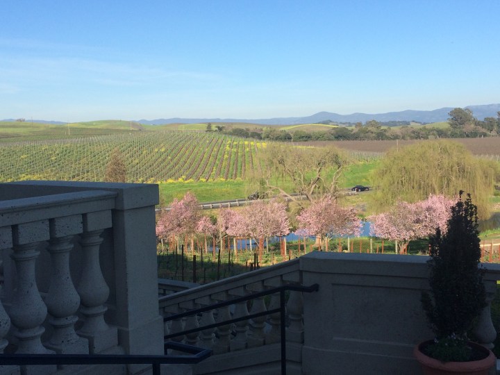 Domain-Carneros-in-bloom