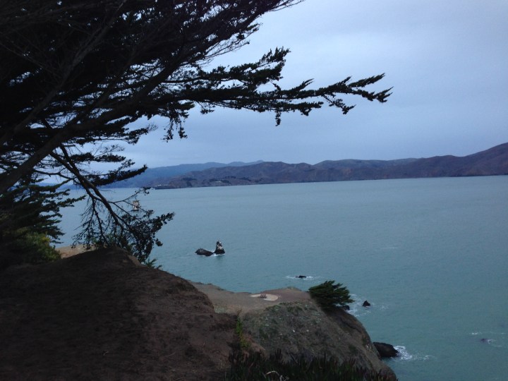 land's-end-cypress